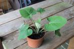 Vaste planten. Brandkruid -Phlomis., Tuin en Terras, Vaste plant, Halfschaduw, Zomer, Ophalen