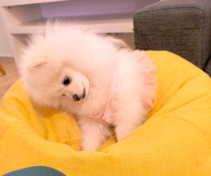 Exclusief WItte volbloed pomeriaan, Dieren en Toebehoren, Honden | Chihuahua's en Gezelschapshonden, Overige rassen, Fokker | Hobbymatig