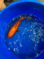 Mizuho ogon japanse koi koikarper vis vissen vijver karper, Dieren en Toebehoren, Karper of Koi