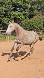 Ulala – 1,5-jarige Lusitano merrie te koop, Dieren en Toebehoren, Paarden, Merrie, Niet van toepassing, Gechipt, 0 tot 2 jaar