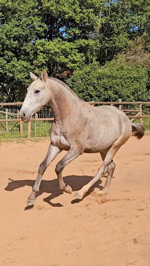 Ulala – 1,5-jarige Lusitano merrie te koop, Dieren en Toebehoren, Paarden, Merrie, Niet van toepassing, 0 tot 2 jaar, Met stamboom