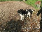puppy friese stabij/Heidewachtel, Dieren en Toebehoren, Overige rassen, 8 tot 15 weken, Teef, Eén hond
