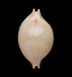 Schelpen: Cypraea cicercula 21,3mm (Gem) Vanuatu, Ophalen of Verzenden, Schelp(en)