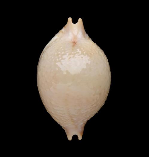 Schelpen: Cypraea cicercula 21,3mm (Gem) Vanuatu, Verzamelen, Mineralen en Fossielen, Schelp(en), Ophalen of Verzenden
