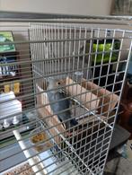 2 jonge agapornis roseicollis, Dieren en Toebehoren, Vogels | Parkieten en Papegaaien, Geslacht onbekend, Dwergpapegaai of Agapornis