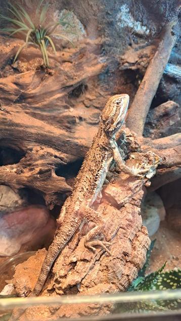 Dwergbaardagaam pogona Henrylawsoni man beschikbaar voor biedingen