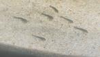 Baby algeneters, Dieren en Toebehoren, Vissen | Aquariumvissen, Vis