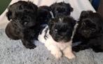 Prachtige Shiranian F1b pups (Shih tzu x Shih Tzu/pomeriaan), Overige rassen, 8 tot 15 weken, Meerdere, Meerdere dieren