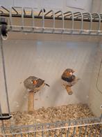 Koppel zwartborst zebravinken, Dieren en Toebehoren, Meerdere dieren, Geringd