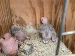 Jonge halsband parkieten, Dieren en Toebehoren, Vogels | Parkieten en Papegaaien, Meerdere dieren, Parkiet, Tam