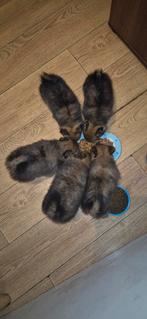 pomeriaan kunnen direct mee, Dieren en Toebehoren, 8 tot 15 weken, Meerdere, Meerdere dieren, Nederland