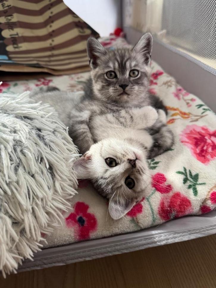 Brits Korthaar, Dieren en Toebehoren, Katten en Kittens | Raskatten | Korthaar, Meerdere dieren, 0 tot 2 jaar, Met stamboom, Gechipt