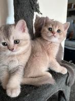 Brits korthaar kittens, Kater, Ontwormd