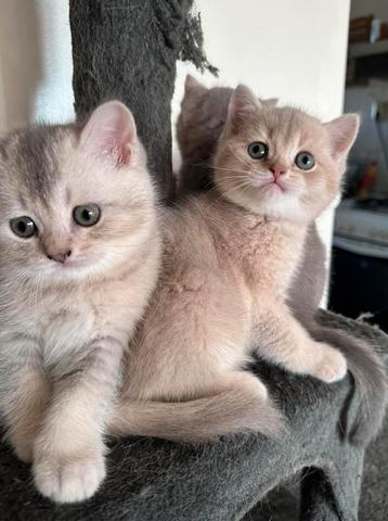 Brits korthaar kittens beschikbaar voor biedingen