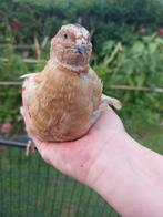 Japanse kwartel haan 3 maanden jong, Dieren en Toebehoren, Mannelijk, Tropenvogel, Geringd