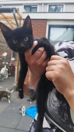 kittens met korthaar, Kater