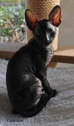 CORNISH KATERKITTEN, Kater, Gechipt, 0 tot 2 jaar