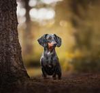 Dwergteckel pups, Rabiës (hondsdolheid), 8 tot 15 weken, Korthaar, Dwerg