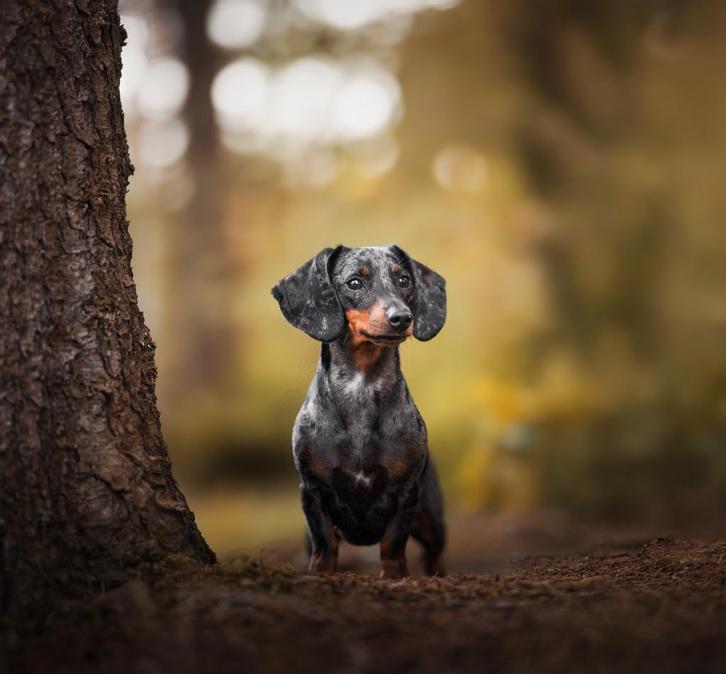 Dwergteckel pups, Dieren en Toebehoren, Honden | Teckels en Dashonden, Meerdere dieren, Korthaar, Dwerg, Fokker | Hobbymatig, Meerdere