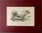 Litho Bazadaise Koe 1858, Ophalen of Verzenden