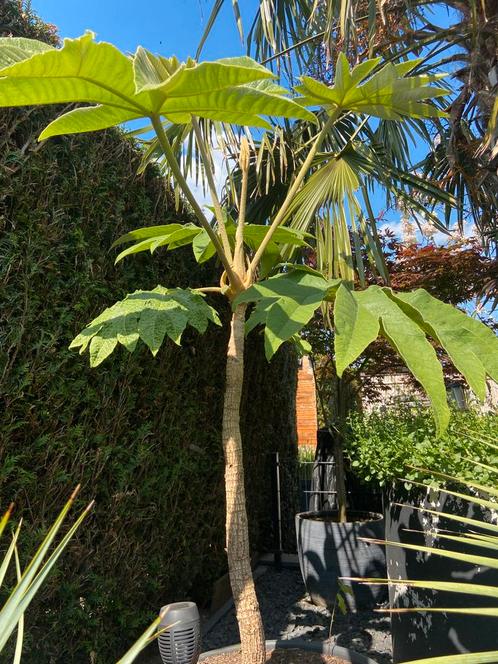 Tetra panax, Tuin en Terras, Planten | Bomen, Bolboom, Minder dan 100 cm, Volle zon, Zomer, In pot, Ophalen