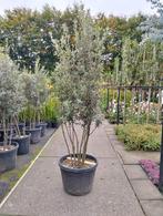 Steeneik Quercus ilex  meerstam 250 hoog, Tuin en Terras, Planten | Struiken en Hagen, Ophalen, Overige soorten, Struik, 100 tot 250 cm
