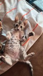 Bengaal kittens 14 dec geboren. Beschikb 2 katers bleu, Dieren en Toebehoren, Meerdere dieren, Ontwormd, 0 tot 2 jaar