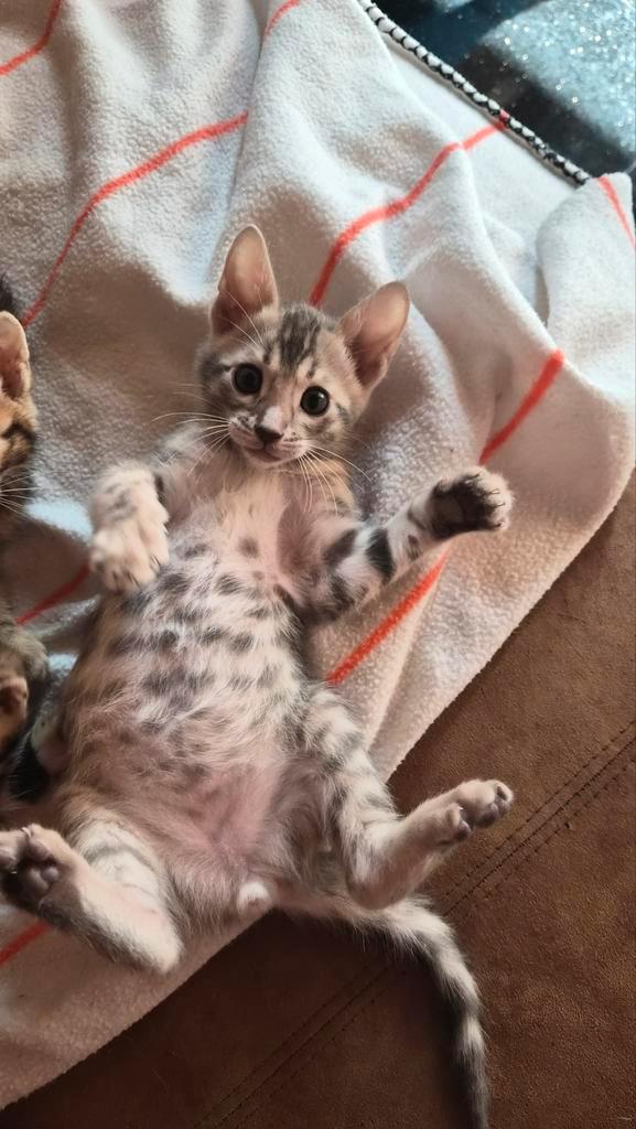 Bengaal kittens 14 dec geboren. Beschikb 2 katers bleu, Dieren en Toebehoren, Katten en Kittens | Raskatten | Korthaar, Meerdere dieren