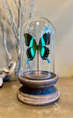 Glazen stolp met papilio blumei vlinder, Nieuw, Ophalen of Verzenden