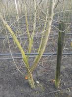 Meerstammige dragende laagstam pruimen 80 soorten, Tuin en Terras, Ophalen, Minder dan 100 cm, Overige soorten