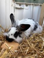 Jong mannejte, Dieren en Toebehoren, Konijnen, Mannelijk, Dwerg