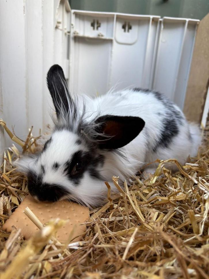 Jong mannejte, Dieren en Toebehoren, Konijnen, Dwerg, Mannelijk