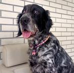 Handgemaakte verstelbare honden kralenketting, Dieren en Toebehoren, Ophalen of Verzenden, Nieuw