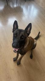 Mechelse herder, Dieren en Toebehoren, Rabiës (hondsdolheid), 1 tot 2 jaar, Teef, Eén hond