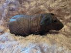 Californian en rode Baldwin beer, Dieren en Toebehoren, Knaagdieren, Cavia, Juli, Meerdere dieren, Tam