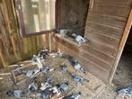 Gratis af te halen: gezonde gemengde duiven, Dieren en Toebehoren, Vogels | Duiven, Meerdere dieren, Overige soorten