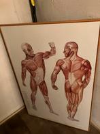 Anatomische platen sportmassage in lijst, Antiek en Kunst, Ophalen of Verzenden
