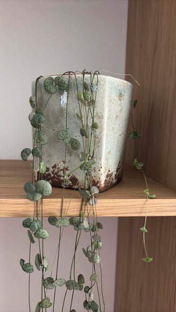 Vintage bloempot met hangplant beschikbaar voor biedingen