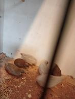 Kwarteltjes, Dieren en Toebehoren, Mannelijk