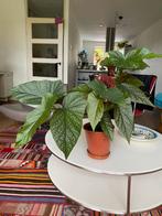 Begonia’s en 1 graslelie ( spider plant), Huis en Inrichting, Groene kamerplant, Ophalen, Overige soorten, Minder dan 100 cm