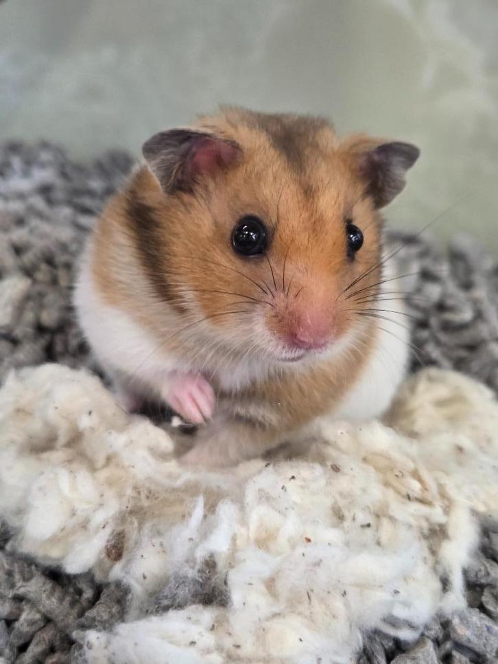 Jonge Goudhamsters, Dieren en Toebehoren, Knaagdieren, Vrouwelijk, Hamster, Augustus, Tam