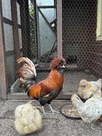 Padua Haan kuifhoen (nederlandse baardkuifhoen), Dieren en Toebehoren, Pluimvee, Mannelijk, Kip