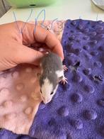 Rittens dumbo Husky kleur, Dieren en Toebehoren, Knaagdieren, Rat, Juli, Meerdere dieren, Tam