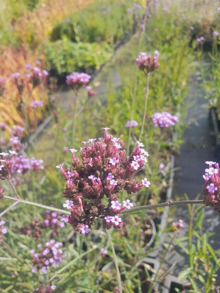 Verbena bonariensis - Vaste planten  1 euro per stuk, Tuin en Terras, Planten | Tuinplanten, Vaste plant, Overige soorten, Volle zon