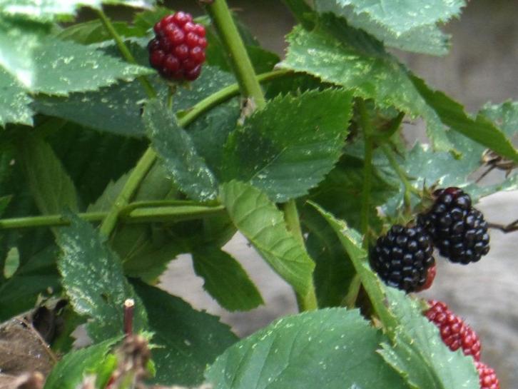 Wortelstok van Braamstruik (zonder doorns), Tuin en Terras, Planten | Fruitbomen, Overige soorten, Minder dan 100 cm, Volle zon