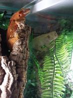 Wimpergekko Man, Dieren en Toebehoren, Hagedis