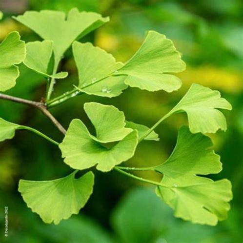 Gingko biloba, Tuin en Terras, Planten | Bomen, Overige soorten, Volle zon, Zomer, Ophalen