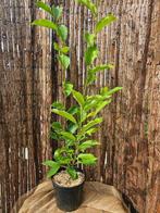 Magnolia Soulangeana, Tuin en Terras, Planten | Tuinplanten, Volle zon, Vaste plant, Lente, Ophalen