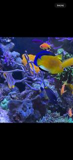 Apolemichthys Trimaculatus keizersvis, Dieren en Toebehoren, Vissen | Aquariumvissen, Vis