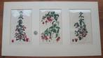 3 antieke kopergravures betreffende fuchsia's, Ophalen of Verzenden